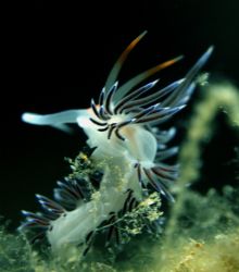 image name:Dancing Nudibranch.
Was taken by strong currant. by Robert Roka 